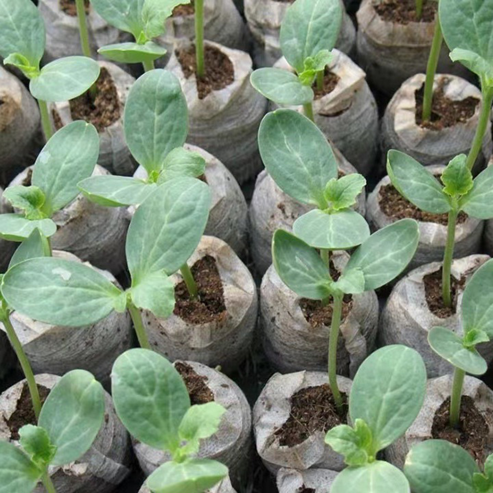 10/20/50pcs Plant Growth Bags  - огляд і ціна Substrate Coconut Fiber